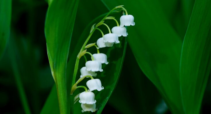 muguet et tradition du 1er mai en France