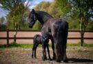 Devenir éleveur de chevaux : ce qu’il faut savoir avant de se lancer