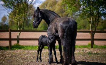 gerer un elevage de chevaux tout savoir sur le metier