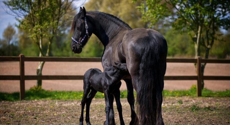 gerer un elevage de chevaux tout savoir sur le metier