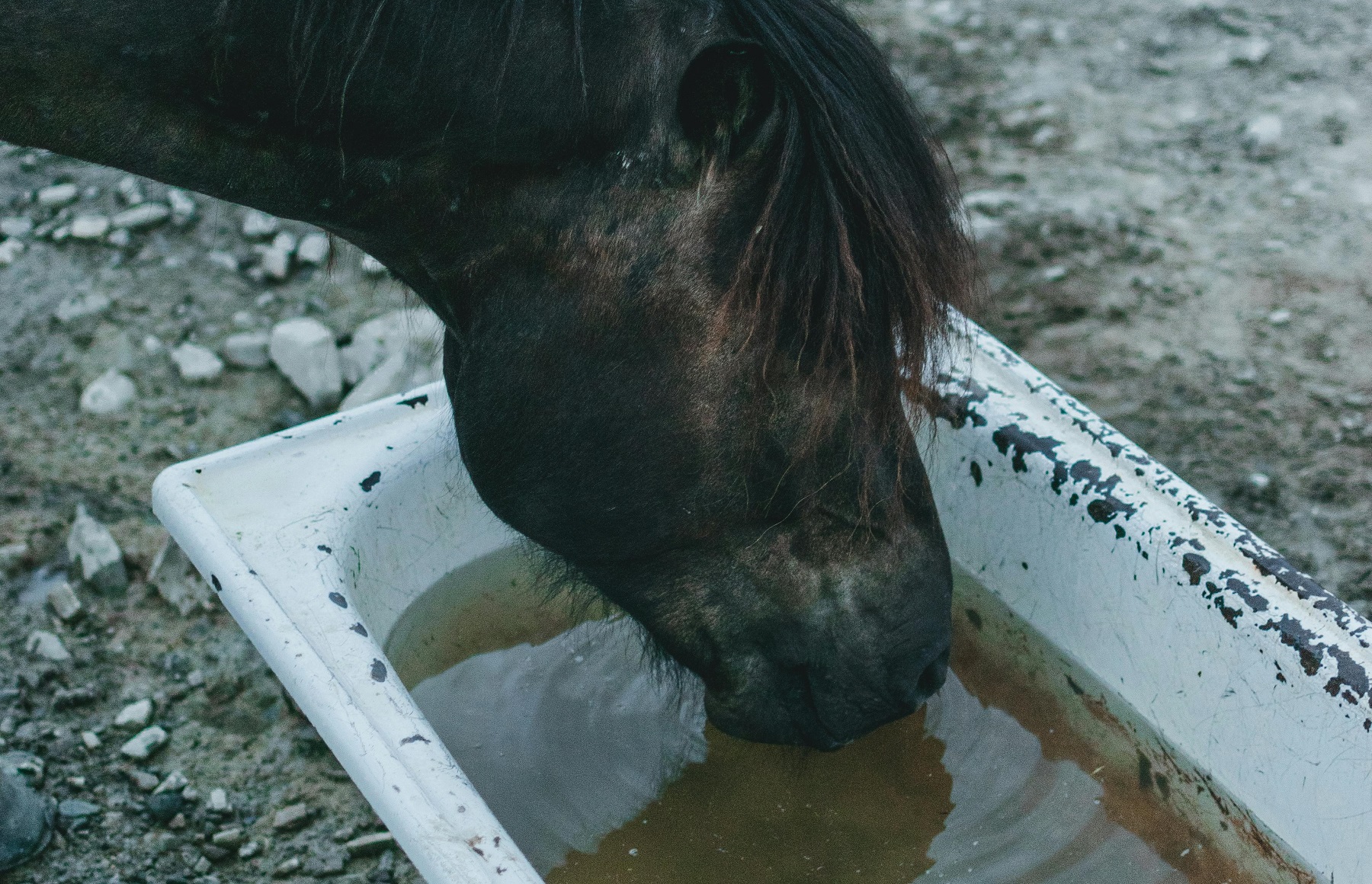 l eau element essentiel pour le cheval