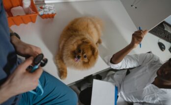 Un petit chien de race spitz nain roux est installé sur la table d'examen d'un cabinet vétérinaire, entouré par le personnel soignant.