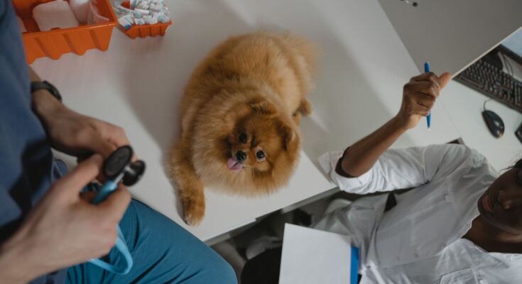 Un petit chien de race spitz nain roux est installé sur la table d'examen d'un cabinet vétérinaire, entouré par le personnel soignant.